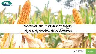 farming Syngenta Nk7704 new hybrid [upl. by Bee]