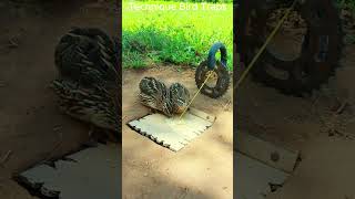 Innovative Bird Trap Quail Trap shots [upl. by Notreb]