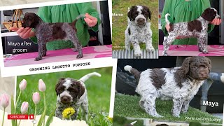 Grooming Lagotto Romagnolo puppies [upl. by Adroj227]