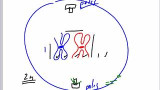 Mr Walkers Biology 30 Cell Division Mitosis and Meiosis [upl. by Banquer]