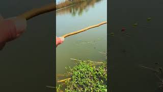 Fishing for big plate crucian carp by the sevenstar drifting grass 鱼人 野 Fishing Crucian Carp 20 [upl. by Hseyaj]