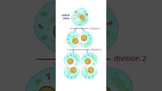 Importance Des divisions Cellulaires Mitose et Méïose science [upl. by Uta]