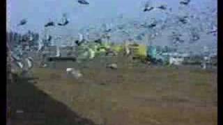 Pigeon racing clips [upl. by Sirap]