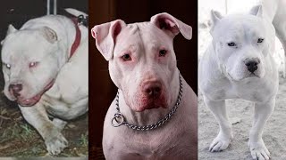 Pure Beauty  Meet The Rarest Pit Bull Type White American Pitbull Terrier Big White Pitbull [upl. by Tisdale]