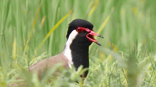 Scared Red Wattled Lapwing Bird and He Was Calling His Partner  Titahari Bird Sound [upl. by Enyar496]