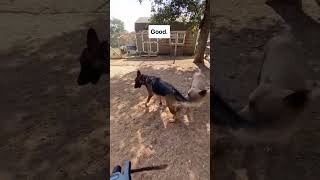 Reactive german shepherd plays with dogs safely again after ecollar training ecollartraining [upl. by Alecia]