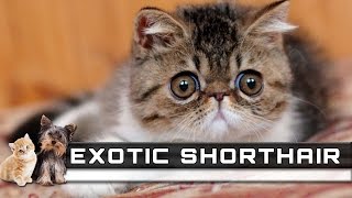 🐈 EXOTIC SHORTHAIR Cat Breed  Overview Facts Traits and Price [upl. by Clarhe]