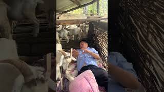 Is snoring wrong Do it this way I will laugh every time I watch it Rural funny video [upl. by Attennek]