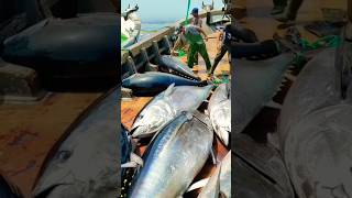 fishfishnets india fishingtrip algeria fishtank fishingislife amazing fishingaddict [upl. by Asiul]