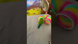 parrot parrottraining funny parroteducation birds parrotlet pets parrotlover bird cute [upl. by Felt]