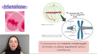 Ciclo celular Mitose [upl. by Prussian]