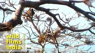 Leopards fight on a tree in Panna [upl. by Samale]