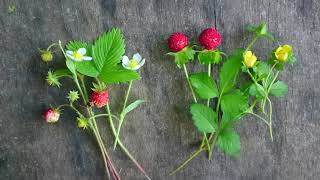 Mock Strawberry vs Wild Strawberry side by side [upl. by Enywtna403]