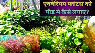 BEST AQVATIC PLANTS   Aquatic Plants Care [upl. by Hcib]