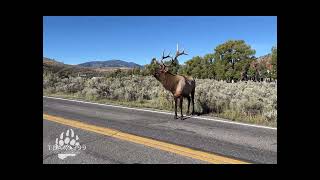 Yellowstone Bugling Bull Elk in Rut [upl. by Hgiellek]