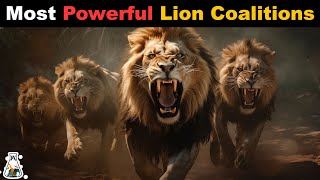 6 Most Powerful Lion Coalitions That Ever Lived [upl. by Samp]