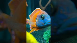 Peacock cichlids skittlestank [upl. by Alimak]