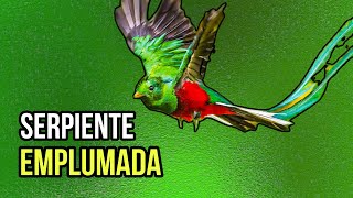 Quetzal  Un Ave que la confunden con una Serpiente Emplumada [upl. by Ahsile]