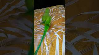 Ringneck Parrot cute videos  funny parrot pabloparrot comedy funny talkingparrot mummy [upl. by Aihsikal]