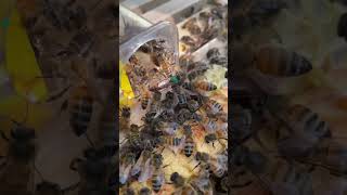 Released F2 buckfast queen bee animalhusbandry beekeeping farming honey beelover insect asmr [upl. by Ednalrym422]