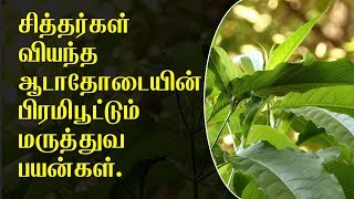 எந்த நோயையும் குணப்படுத்தும் ஆடாதோடை  Adhatoda health benefits in tamil [upl. by Akinek]