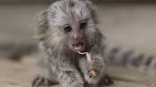 Baby Marmosets eating is too much [upl. by Ynnhoj]