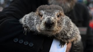 Phil the groundhog predicts how long winter will last in 2024  22 FULL LIVE STREAM [upl. by Eentruok]