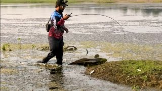 Snakehead Fishing New video [upl. by Ilujna]