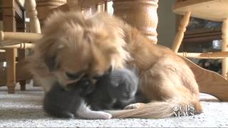 Dog adopts abandoned kitten [upl. by Ceporah]