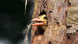 Baby Lineated Barbet Calling For Mother – Bird Nest In Hollow Tree 1 Singing Lineated Barbet Ep14 [upl. by Anirazc]