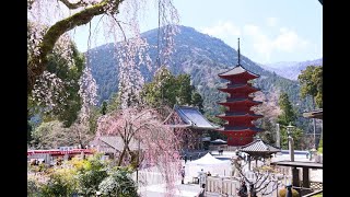 JG8K HDR 山梨 桜の身延山久遠寺 YamanashiMinobusan Kuonji in Sakura Season [upl. by Bary]