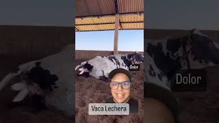 Vaca en proceso de parto😦  así nacen los becerros  vaca Holstein pariendo [upl. by Yellhsa]