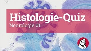 DocCheck HistologieQuiz Neurologie 1 [upl. by Nueovas]