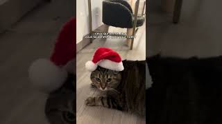 moi perso jai opté pour le bonnet de noël  dispo sur hatforcatscom [upl. by Ubana679]