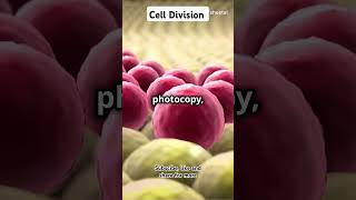 CellDivision trendingvideos meiosis mitosis biology science [upl. by Aidin967]