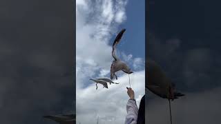 Seagulls catches food [upl. by Soulier719]