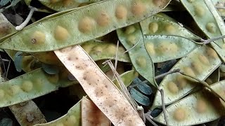 Albizia Lebbeck Tree Seeds [upl. by Rahr]