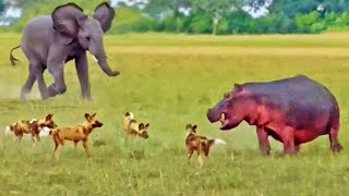 Elephants Save Hippo from Wild Dogs [upl. by Viridissa]