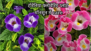 monsoon care of torenia flowering plantsबारिश में खूबसूरत फूलों वाले प्लांट torenia की देखभाल 🌺 [upl. by Ronaele]