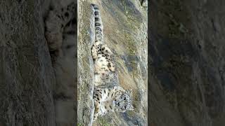 Snow Leopard Panthera uncia in Cat Family Felidae  Observed in Description [upl. by Ahker57]