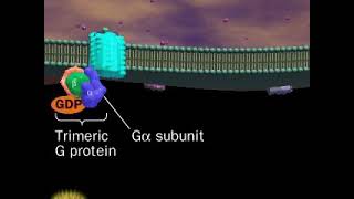 Some G proteins activate Phospholipase C pathway  part 1 [upl. by Tollmann]