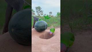 Creative Parrot Trap Using Watermelon  Amazing Creative Trap youtubeshorts [upl. by Obola]