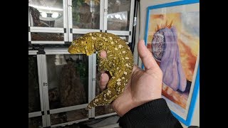 Giant Angry Gecko  Rhacodactylus Leachianus [upl. by Ahsitahs]