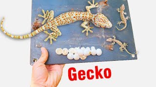 Bắt tổ tắc kè trong công tơ điện đàn tắc kè trong đồng hồ điện a gecko family in electrical box [upl. by Lem612]