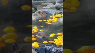 Hot springs Anyone  Capybaras enjoying a Hotspring 1mintravellerIG [upl. by Chouest264]