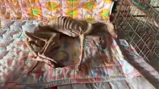 Miraculous Recovery Journey of a Dog So Sick Even the Veterinarian Refused to Treat Him [upl. by Elianora454]