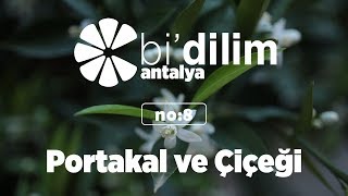 Bidilim Antalya  No8  Portakal ve Çiçeği [upl. by Feldman317]