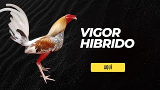 Descubre el Vigor Híbrido La CLAVE para Gallos Más FUERTES y SALUDABLES [upl. by Kcirdnekel958]