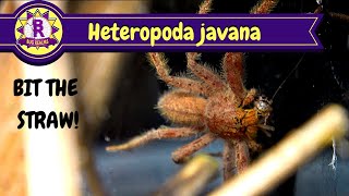 STRESSFUL Huntsman rehouse Heteropoda Javana [upl. by Earahc]