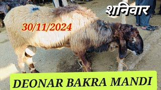 Deonar Bakra Mandi Update Saturday  30112024  Live Update [upl. by Lauren272]